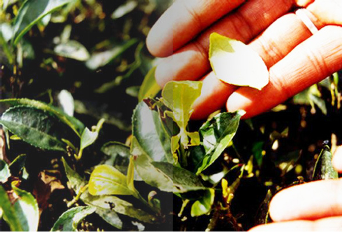 Makaibari is known to house the world's first tea factory, and its legacy dates back to 1859.