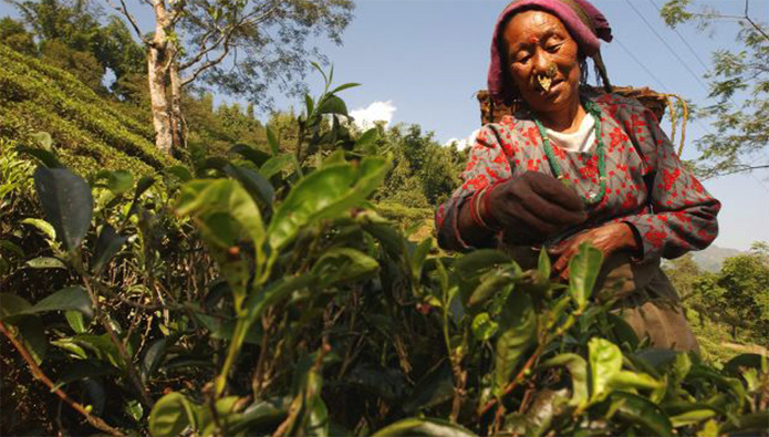 Makaibari has been recognized as one of the finest tea gardens in the world commanding highest prices at tea auctions for some of its brands, like the Silver Tips.