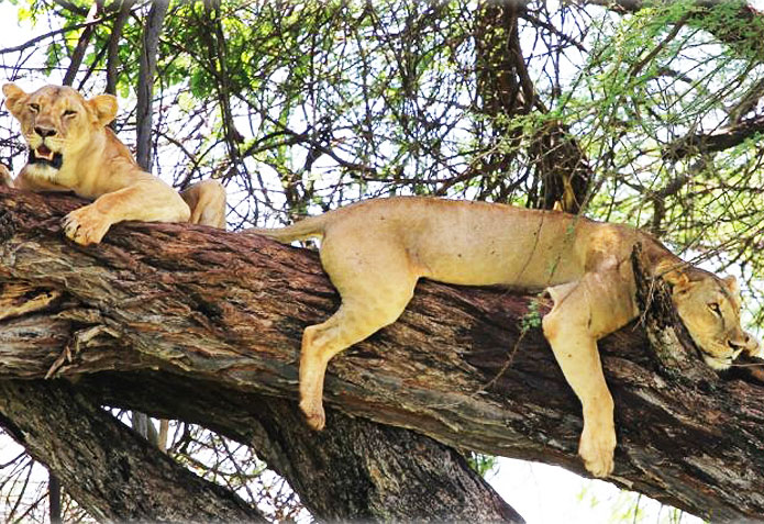 The Maharaja prefers to travel to wide open spaces where there are very few people and more animals—back to nature. Photo courtsey: Elsa's Kopje, Kenya