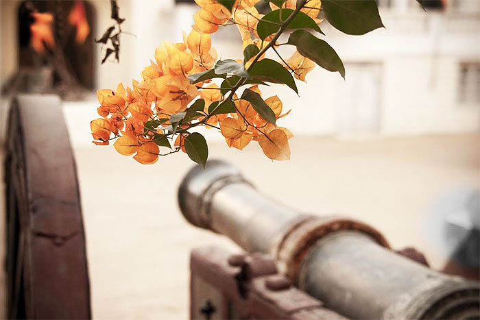 A surviving outpost of Shekhawati heritage and luxury, the cannons in the restored Castle Mandawa fort hotel embody history in passage. Pic courtesy: Sarfaraz Siddiqui, New Delhi