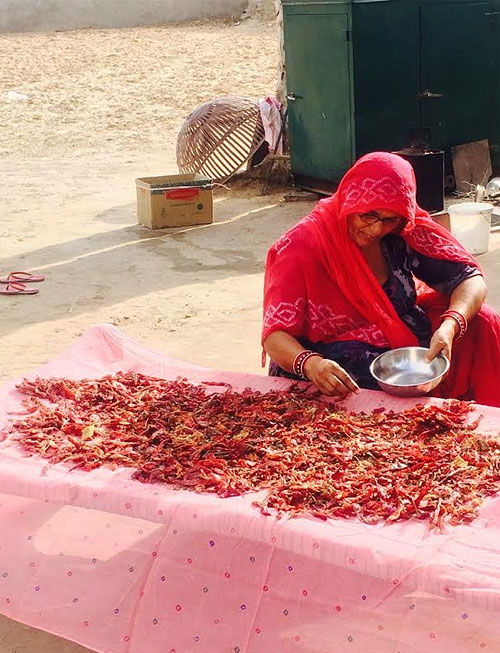 FROM THE LAND OF THE SUN | From picking , to selecting and drying the chillies, the ladies of Mathania are at the helm of operations here, and their courtyards the stage. Picture courtesy:  Jatin Tulsiani