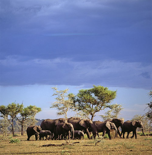 SAFARI IN STYLE | Revel in a combination of creature comforts and natural beauty at the Chobe National Park