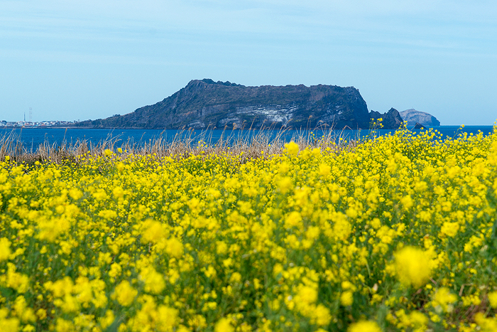 JEJU ISLAND | Known as South Korea’s Hawaii, Jeju islands are a treasure trove of nature’s best and most precious herbs, flowers and minerals and waters, which distinguish Korean skincare