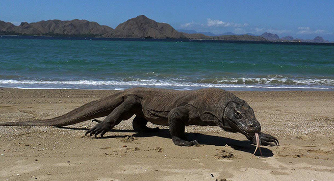 Nothing gets more exotic and wild than a cruise to the Komodo Islands with real living Komodo ‘dragons’