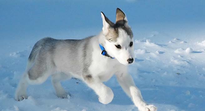 One of North America’s oldest and rarest remaining purebred indigenous domestic canines, priced $6000