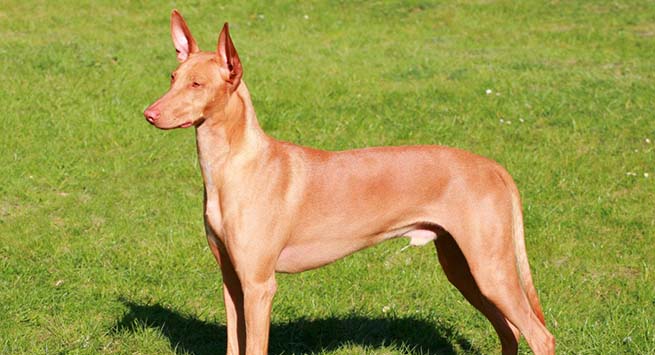 National hound of Malta, mythologically said to be descended from Egyptian hunting dog Tesem; priced over $6,500