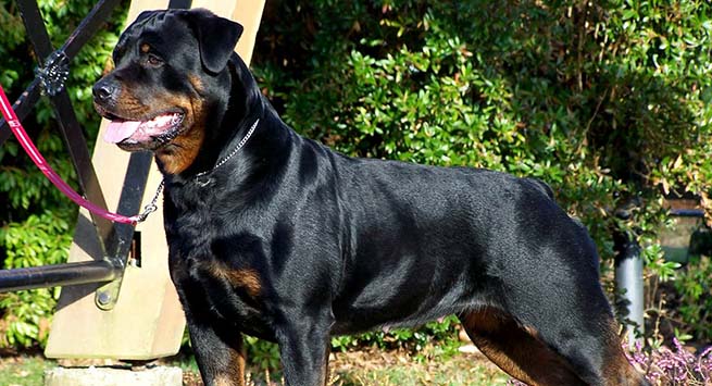German dogs previously known as Rottweiler Metzgerhund or Rottweil butchers’ dogs; priced over $7,000