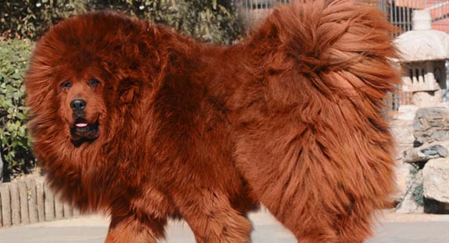 One of these was sold for $2million in China—but you can buy them for about $9,000