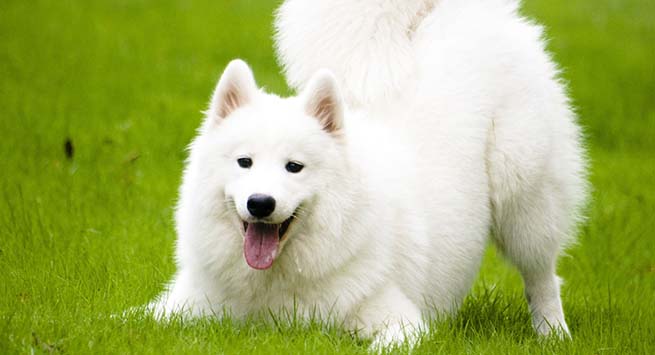 Bred by the Samoyedic peoples of Siberia, these are one of the world’s most expensive breed, priced between $7,000 and $12,000