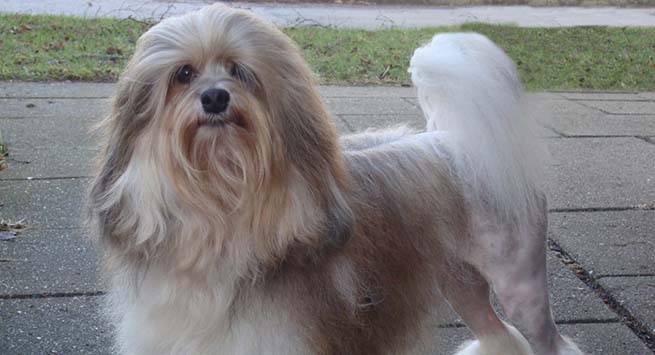 Lowchens or Little Lions are among the rarest breeds on the planet, with new registrations every year numbering only in hundreds; price upwards of $10,000