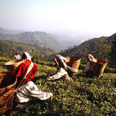 Makaibari Tea Garden