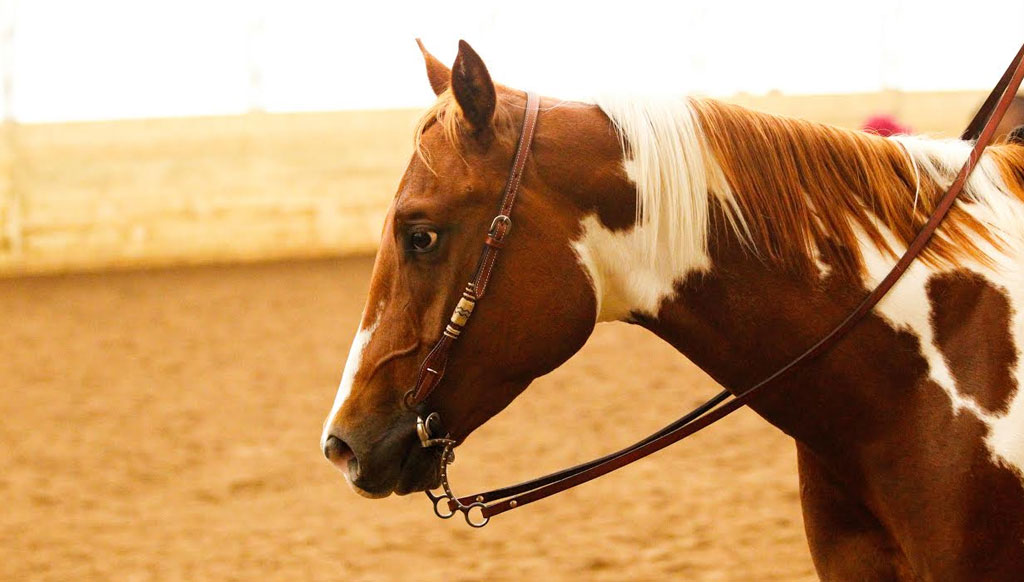 Of games, glam and art of horse-breeding Of games, glam and art of horse-breeding