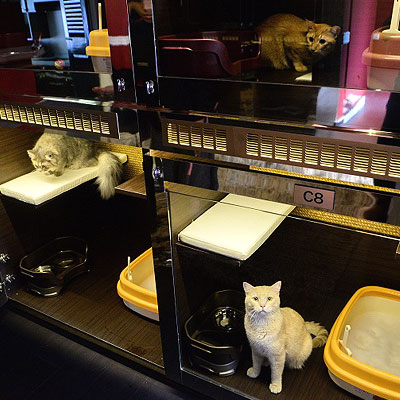 suites for cats