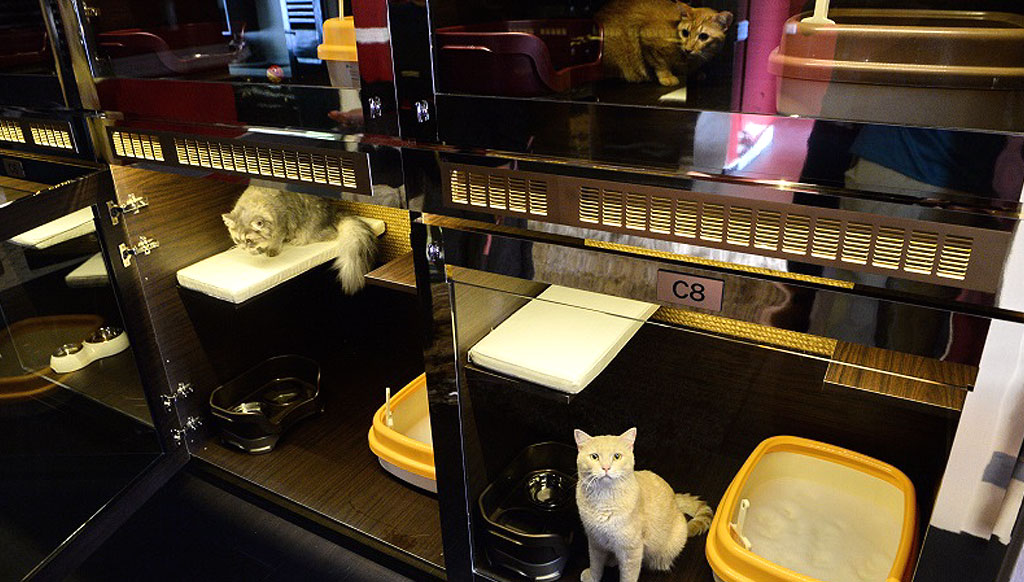 Feline Luxury: Singapore’s premier suites for cats