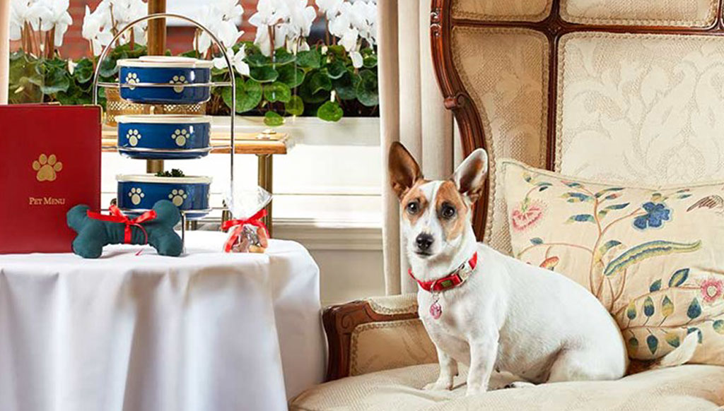 The Egerton House in London lets you have tea with your dog!
