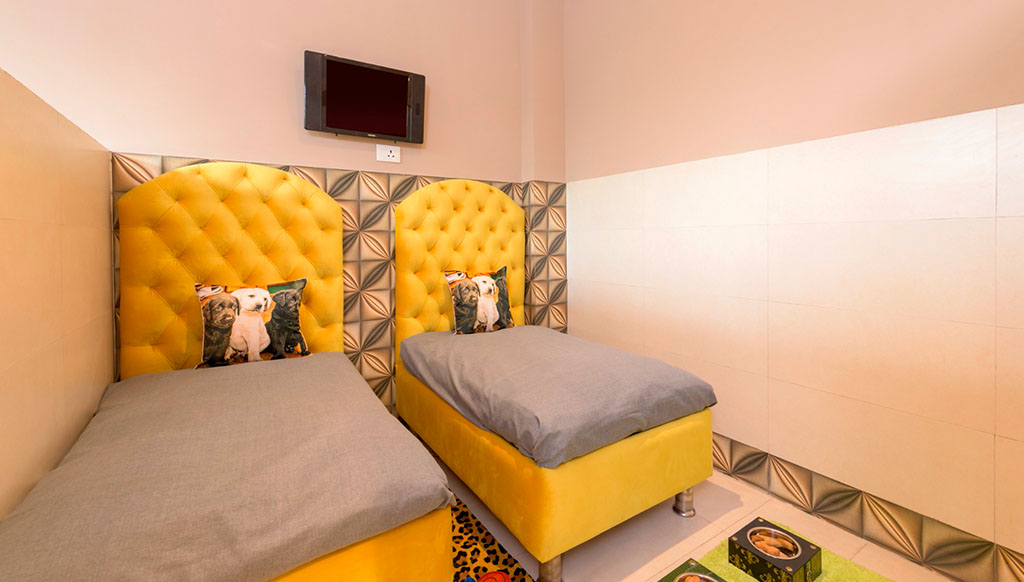 Critterati, India’s first five star hotel for pets