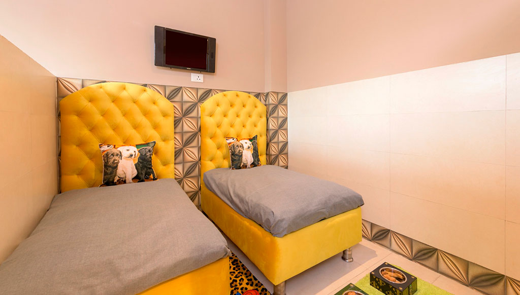 Critterati, India’s first five star hotel for pets Critterati, India’s first five star hotel for pets